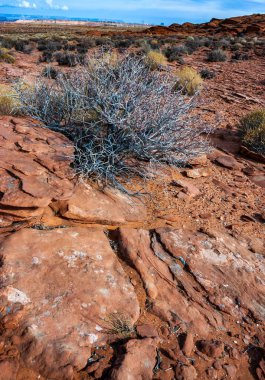 Dikenli çalılık ve kurak bitki örtüsü Arizona çölündeki kırmızı kumlarda Glen Kanyonu yakınlarında yetişiyor.