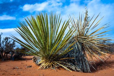 Yucca ve çöl bitkileri. Glen Kanyonu 'ndaki Kaya oluşumu, kumtaşı oluşumları, ABD 