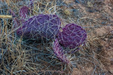 Opuntia Şp. Arizona çölündeki chukha otlarının arasında kırmızı bir sapı vardı.