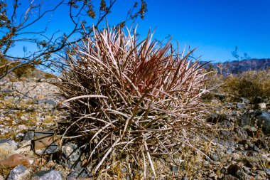 Echinocactus polycephalus, Kaliforniya 'da kaktüslü çöl manzarası. Gülle, pamuk yumağı, çok başlı fıçı kaktüsü. 