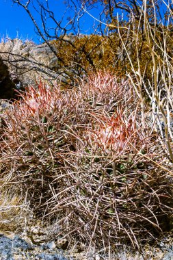 Echinocactus polycephalus, Desert landscape with cacti in the California. Cannonball, Cotton top, Many-headed Barrel Cactus  clipart