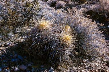 Echinocactus polycephalus, Kaliforniya 'da kaktüslü çöl manzarası. Gülle, pamuk yumağı, çok başlı fıçı kaktüsü. 