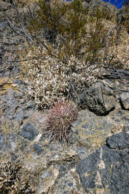 Echinocactus polycephalus, Kaliforniya 'da kaktüslü çöl manzarası. Gülle, pamuk yumağı, çok başlı fıçı kaktüsü. 