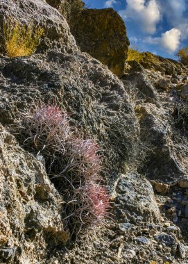 Echinocactus polycephalus, Kaliforniya 'da kaktüslü çöl manzarası. Gülle, pamuk yumağı, çok başlı fıçı kaktüsü. 