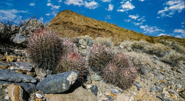 Echinocactus polycephalus, Kaliforniya 'da kaktüslü çöl manzarası. Gülle, pamuk yumağı, çok başlı fıçı kaktüsü. 