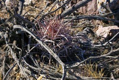 Echinocactus polycephalus, Kaliforniya 'da kaktüslü çöl manzarası. Gülle, pamuk yumağı, çok başlı fıçı kaktüsü. 