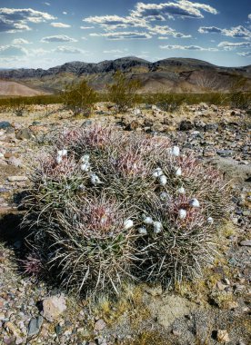 Echinocactus polycephalus, Kaliforniya 'da kaktüslü çöl manzarası. Gülle, pamuk yumağı, çok başlı fıçı kaktüsü. 