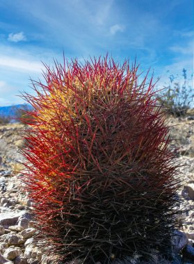 Echinomastus johnsonii (Sclerocactus), rare species of rock desert cactus in the Arizona desert clipart