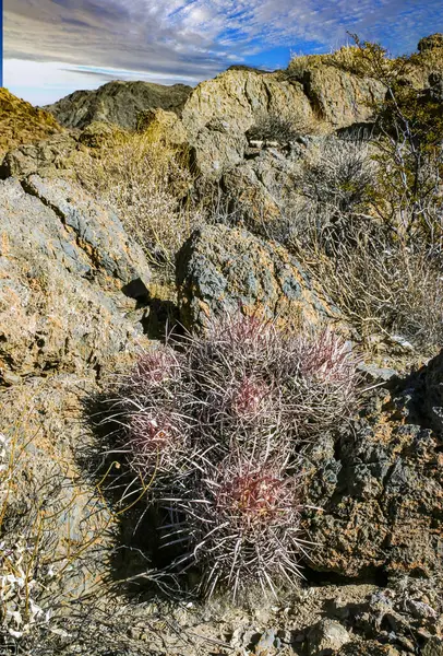 Echinocactus polycephalus, Kaliforniya 'da kaktüslü çöl manzarası. Gülle, pamuk yumağı, çok başlı fıçı kaktüsü. 