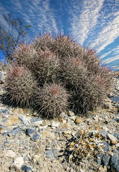 Stock image Echinocactus polycephalus, Desert landscape with cacti in the California. Cannonball, Cotton top, Many-headed Barrel Cactus 