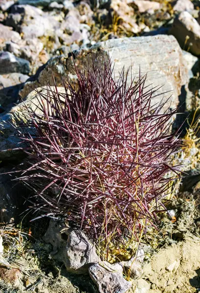 stock image Echinomastus johnsonii (Sclerocactus), rare species of rock desert cactus in the Arizona desert