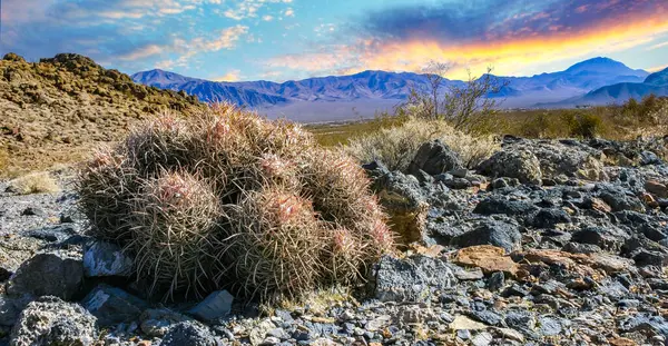 Stock image Echinocactus polycephalus, Desert landscape with cacti in the California. Cannonball, Cotton top, Many-headed Barrel Cactus 