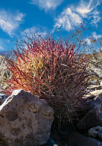 stock image Echinomastus johnsonii (Sclerocactus), rare species of rock desert cactus in the Arizona desert