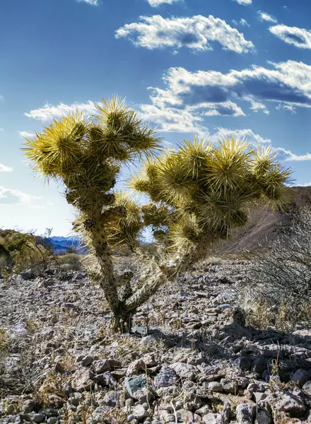 stock image Cholla cactus garden - Cylindropuntia bigelovii, cactus with yellow spines in the rock desert in Arizona