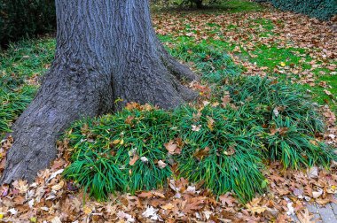 Ophiopogon japonicus - ağaç gövdesinin yakınındaki yeşil yapraklı toprak örtüsü bitkisi