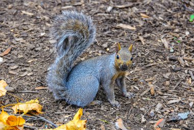 Gri Sincap (Sciurus carolinensis) kemirgen sincabı Manhattan Park, New York, ABD 'de düşen yapraklarda yiyecek arıyor.