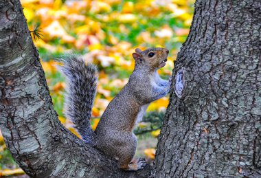 Gri Sincap (Sciurus carolinensis) Parktaki bir ağaçta, Manhattan, New York, ABD