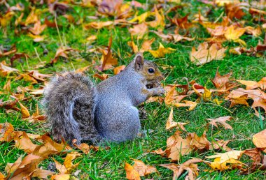 Gri Sincap (Sciurus carolinensis) kemirgen sincabı Manhattan Park, New York, ABD 'de düşen yapraklarda yiyecek arıyor.