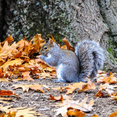 Gri Sincap (Sciurus carolinensis) kemirgen sincabı Manhattan Park, New York, ABD 'de düşen yapraklarda yiyecek arıyor.