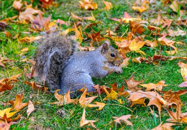 Gri Sincap (Sciurus carolinensis) kemirgen sincabı Manhattan Park, New York, ABD 'de düşen yapraklarda yiyecek arıyor.