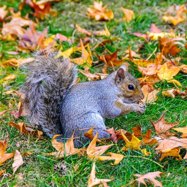 Gri Sincap (Sciurus carolinensis) kemirgen sincabı Manhattan Park, New York, ABD 'de düşen yapraklarda yiyecek arıyor.