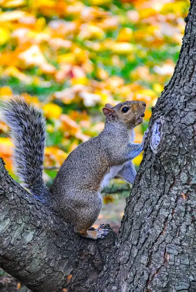 stock image Gray Squirrel (Sciurus carolinensis) On a tree in the park, Manhattan, New York, USA