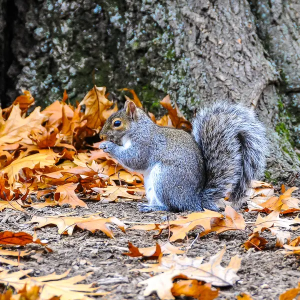 stock image Gray Squirrel (Sciurus carolinensis) rodent squirrel looking for food in fallen leaves in Manhattan Park, New York, USA