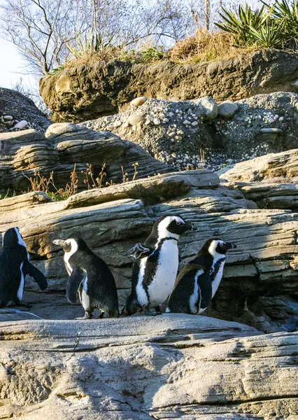 stock image The African penguin (Spheniscus demersus), a group of birds on the rock at the oceanarium in New York