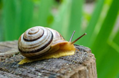 Sefaea vindobonensis - sürünen kara ciğeri yumuşakçaları ve Ukrayna 'da sarı bir vücut.