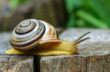 Sefaea vindobonensis - sürünen kara ciğeri yumuşakçaları ve Ukrayna 'da sarı bir vücut.