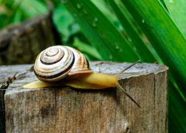 Sefaea vindobonensis - sürünen kara ciğeri yumuşakçaları ve Ukrayna 'da sarı bir vücut.