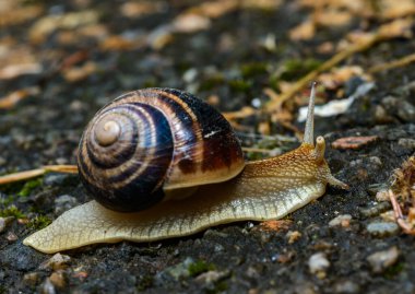Helix albescens - Salyangoz bahçede yiyecek aramak için sürünüyor, Ukrayna