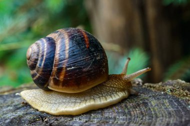 Helix albescens - Salyangoz bahçede yiyecek aramak için sürünüyor, Ukrayna