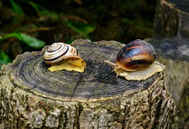 Sefaea vindobonensis ve Helix vulgaris - Ukrayna 'daki bir ağaç kütüğünde sürünen iki akciğer yumuşakçası.