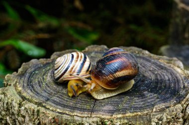Sefaea vindobonensis ve Helix vulgaris - Ukrayna 'daki bir ağaç kütüğünde sürünen iki akciğer yumuşakçası.