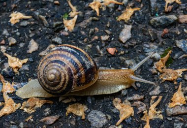Helix albescens - Salyangoz bahçede yiyecek aramak için sürünüyor, Ukrayna