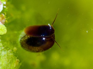 Planorbis planorbisi - bir tatlı su gastropodu yeşil alglerin arka planına karşı yüzey boyunca hareket eder.