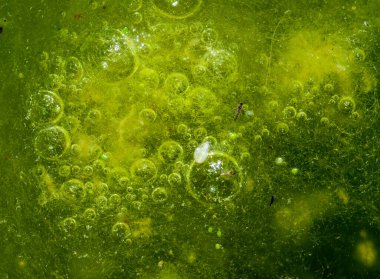 Tatlı su algleri Spirogyra havaya oksijen salıyor, su vücutlarında oksijen sentezi.