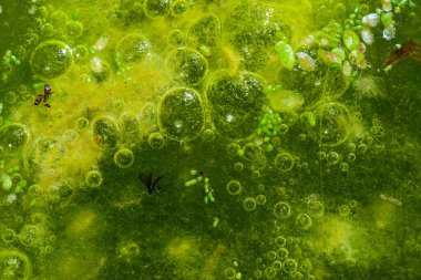 Tatlı su algleri Spirogyra havaya oksijen salıyor, su vücutlarında oksijen sentezi.