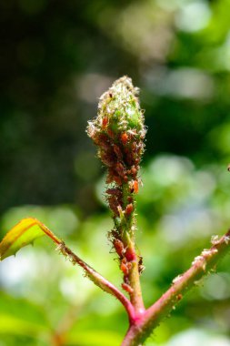 Yeşil yaprak biti (Aphidoidea, Hemiptera), Ukrayna 'nın bahçesinde süslemeli bir gül tomurcuğunun üzerinde
