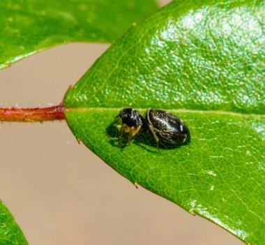 Heliophanus cupreus - yeşil bir yaprak üzerinde zıplayan parlak örümcek, Ukrayna