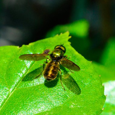 Chloromyia formosa - green shiny fly on a background of green  leaves clipart