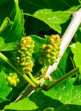 Yeşil yapraklı dut çiçekli genç yeşil meyveler, Ukrayna