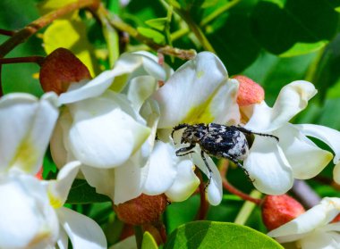 Valgus hemipterus (Scarabaeidae), bir akasya ağacının tomurcuğunda yeşil yaprakların arka planına karşı böcek.