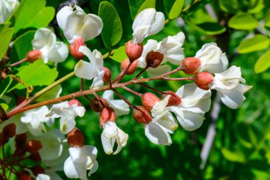 Bahçedeki yeşil yaprakların arka planına karşı bir akasya ağacının infloresansı