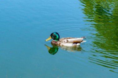 Bir erkek ördek yaban ördeği (Anas platyrhynchos) gölde yüzüyor
