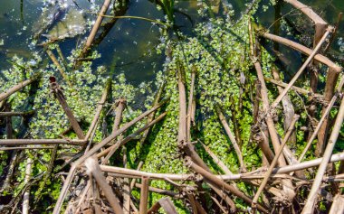 Su bitkileri (Lemna turionifera) ve (Wolffia arrhiza), Odessa ile kaplanmış Eutrofik yerleşim göleti