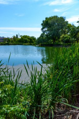 Bereketli yeşil çimenler ve ağaçlarla çevrili sakin bir gölet. Arka planda mavi gökyüzü ve beyaz bulutlar.