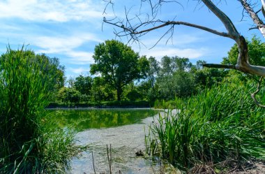 Bereketli yeşil çimenler ve ağaçlarla çevrili sakin bir gölet. Arka planda mavi gökyüzü ve beyaz bulutlar.