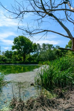 Bereketli yeşil çimenler ve ağaçlarla çevrili sakin bir gölet. Arka planda mavi gökyüzü ve beyaz bulutlar.